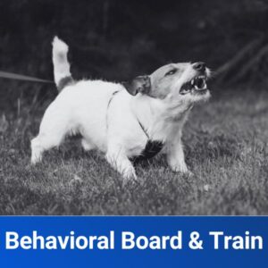 Behavioral Board & Train