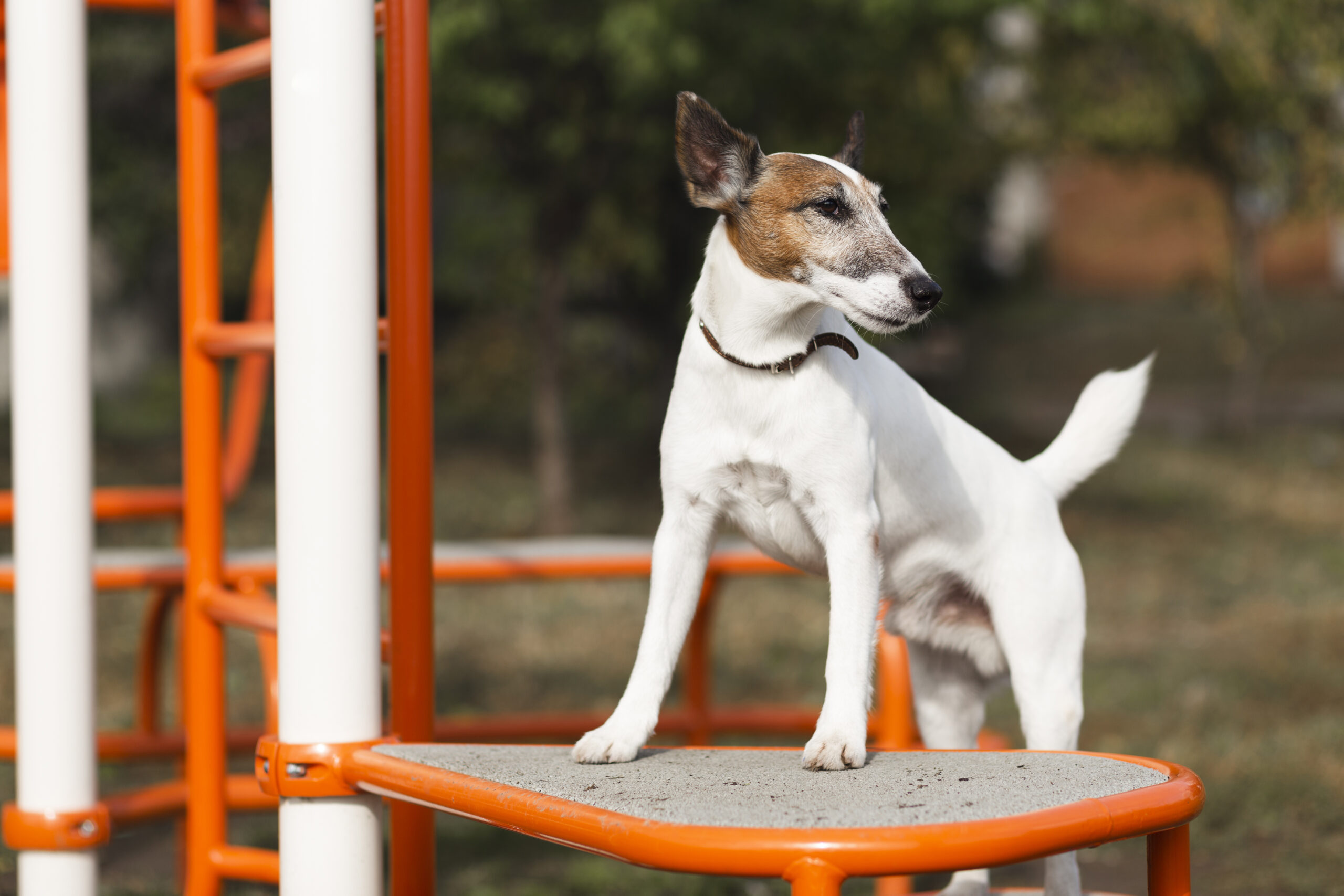 DIY Dog Agility Course