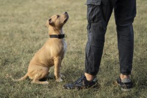 E -Collar Training Basics