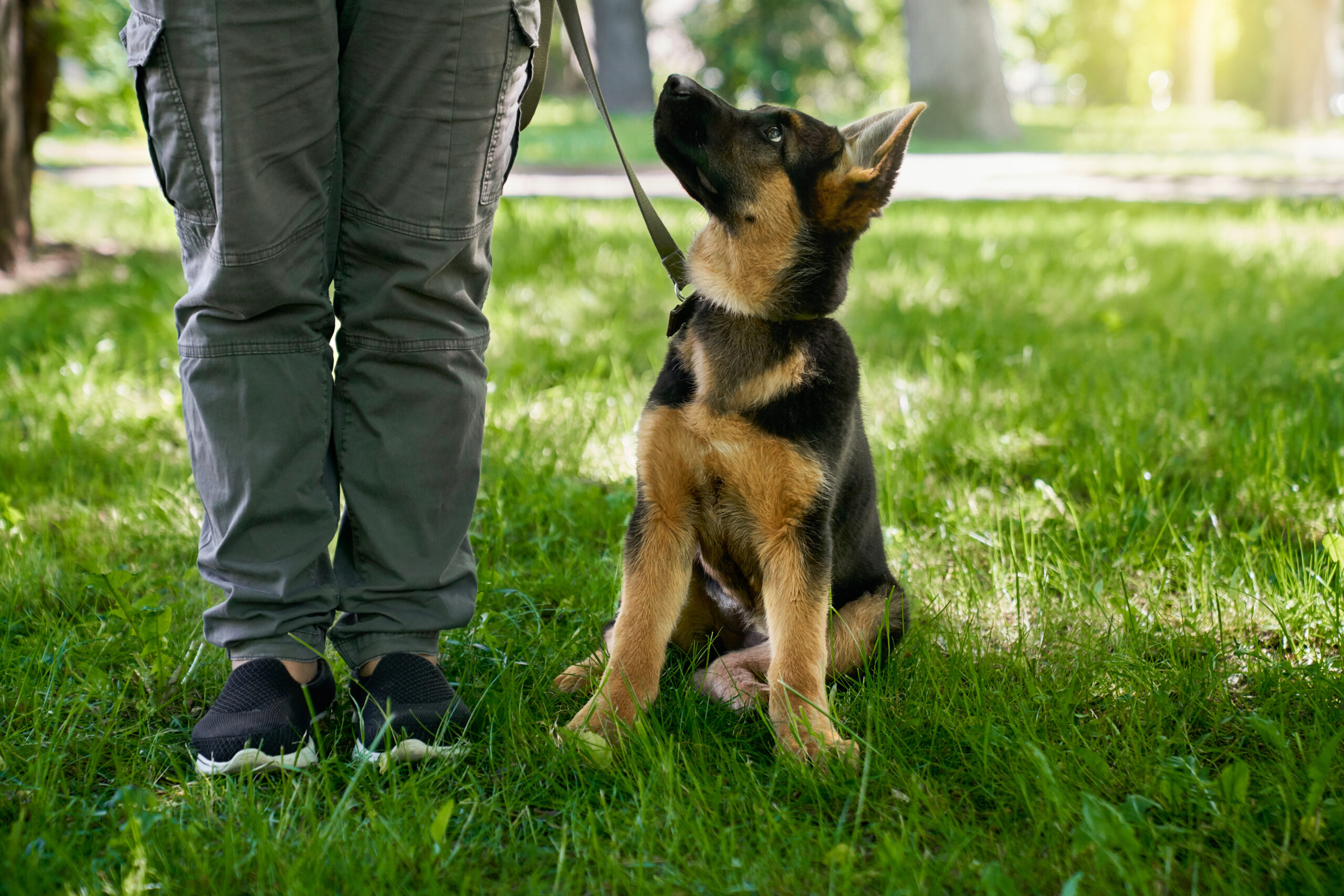 E-Collar Training Basics