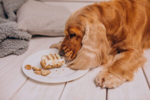 High-Protein Diet for Dogs
