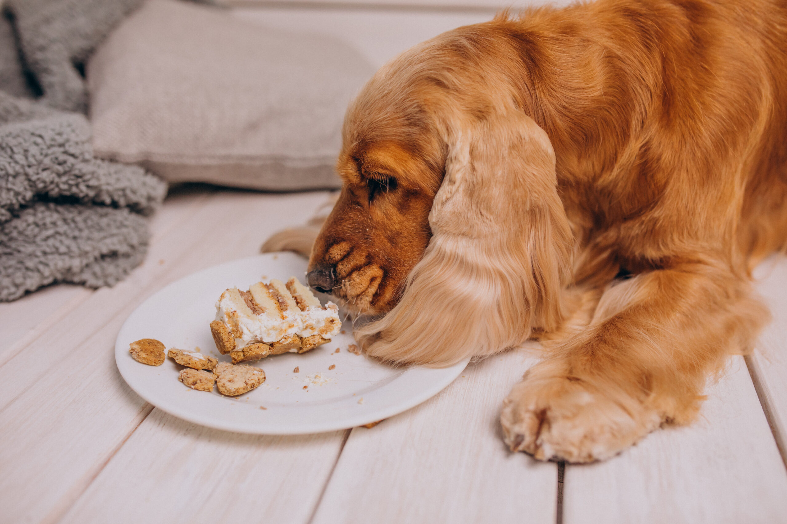 High-Protein Diet for Dogs