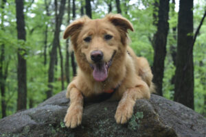 camping with dogs tips