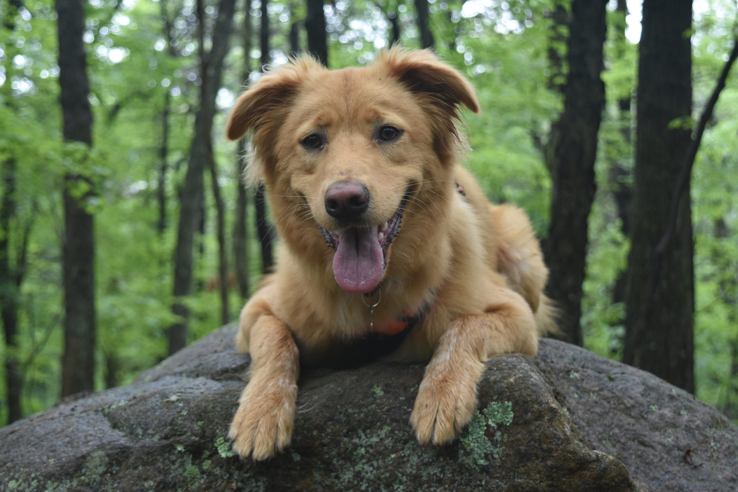 camping with dogs tips