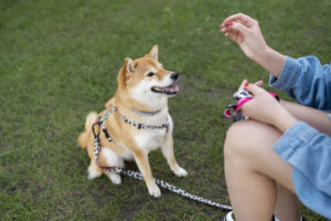 High-Protein Diet for Dogs