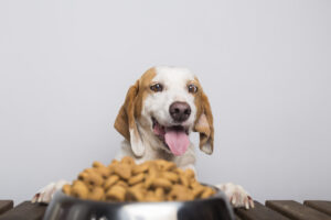 High-Protein Diet for Dogs