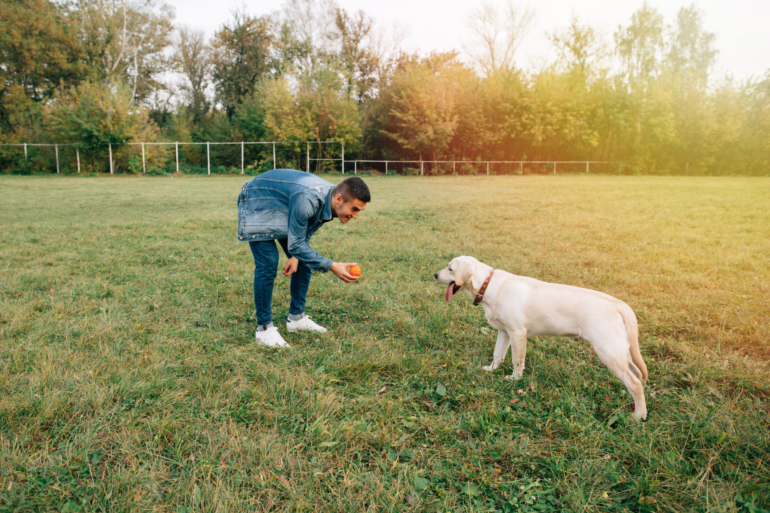 Clear Expectations During Dog Training