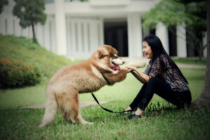 Confidence-Building Exercises in Dogs