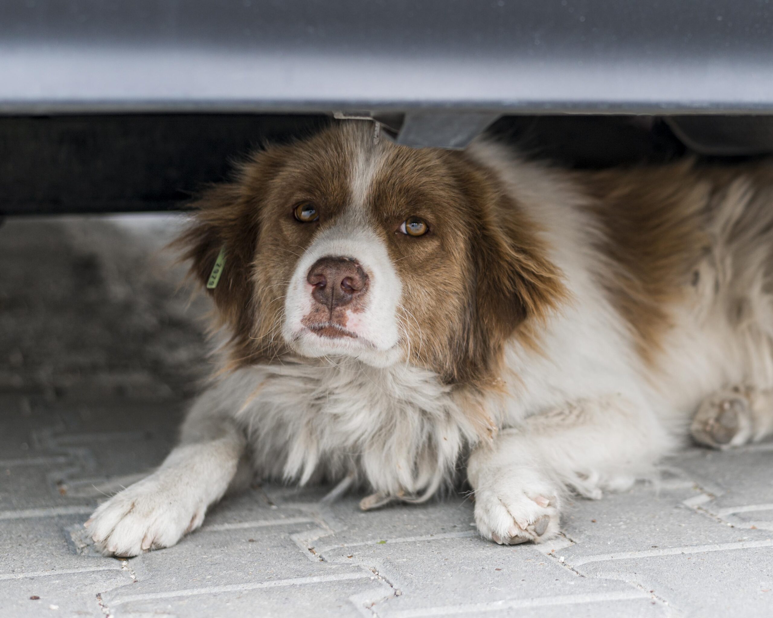 Signs of Canine Burnout