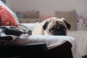 Signs of Canine Burnout