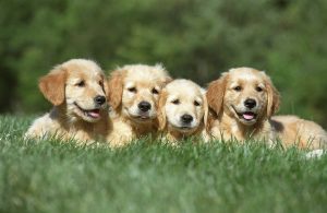 Commands Every New Dog Should Learn