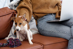 Behavior Problems in Puppies