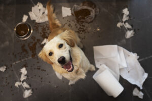 Behavior Problems in Puppies