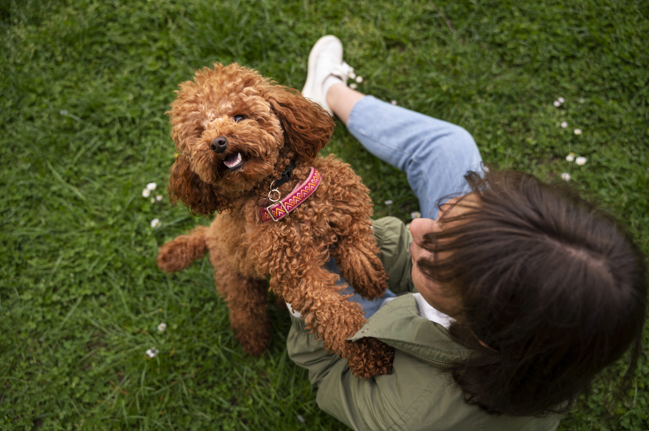 Praise-Only Dog Training