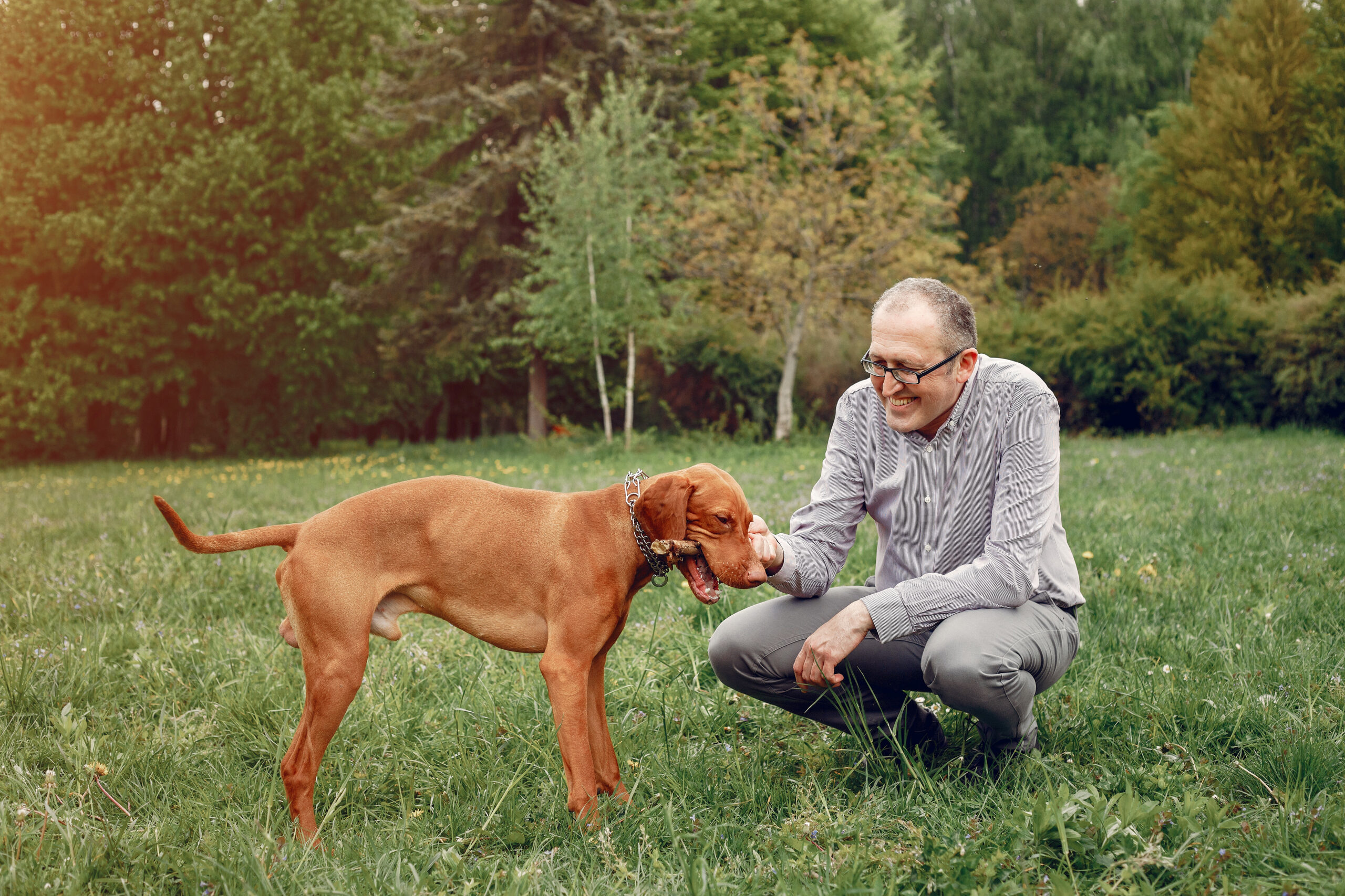 Emotional Needs of Senior Dogs