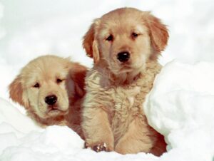 Puppies Structured Routine