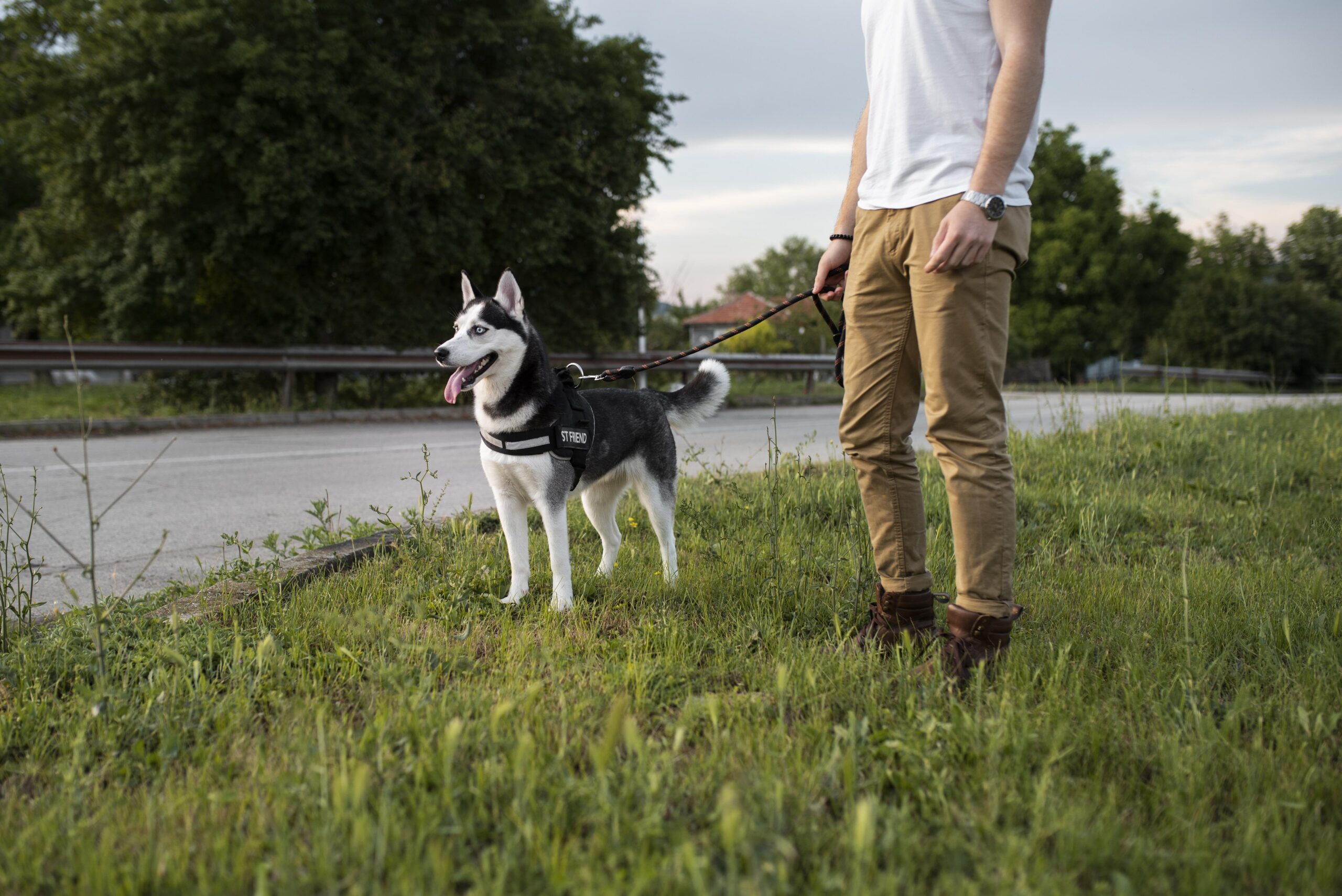Advanced Dog Training