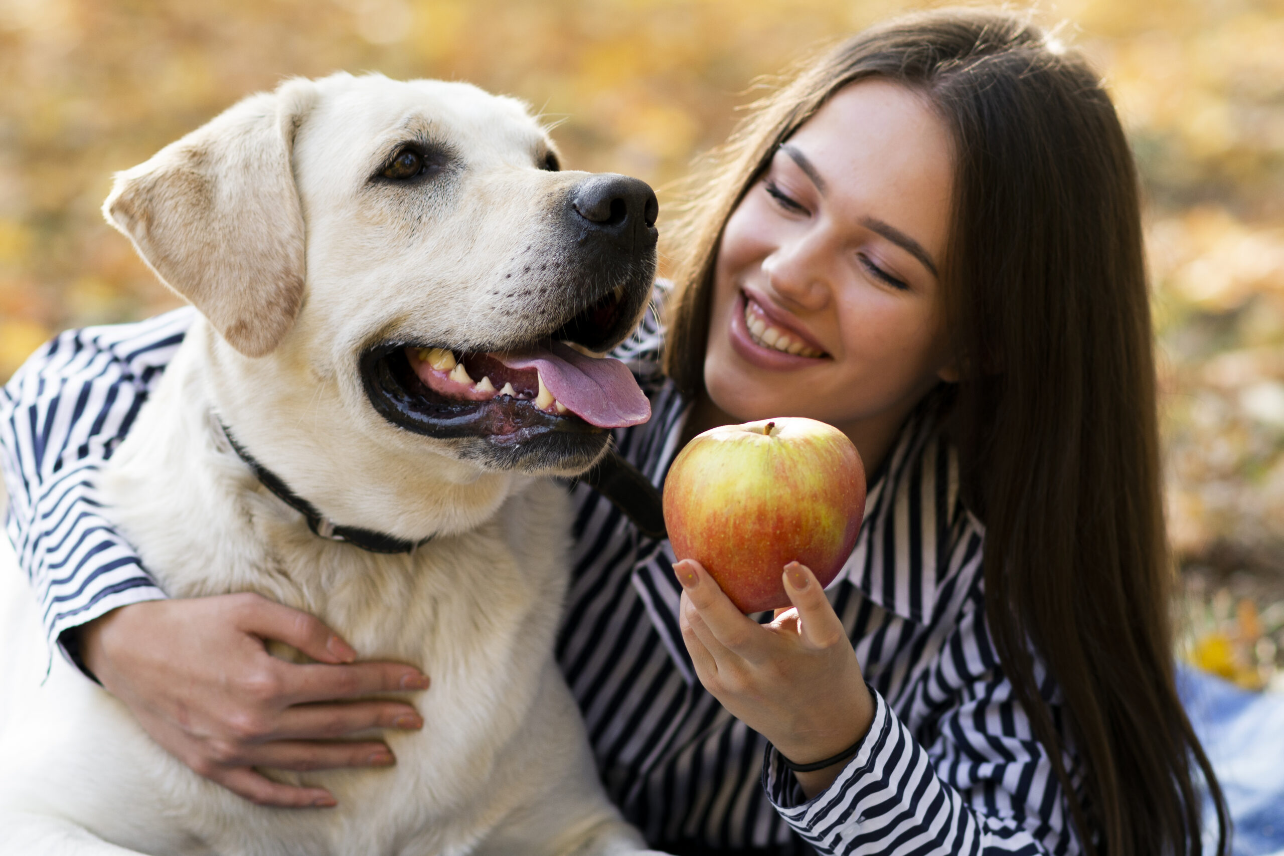 Dog Brain Function for Training