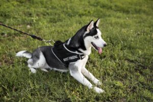 Arthritis During Dog Training