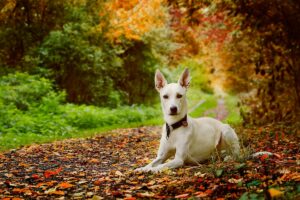 Emotional Security in Dogs